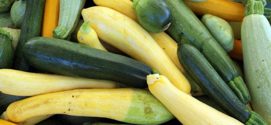 The best varieties of zucchini 