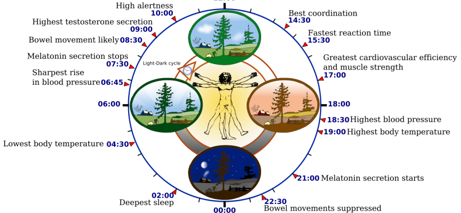 The biological clock of the human body