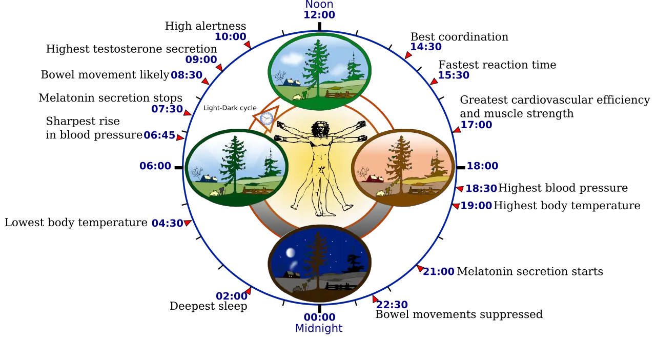 The biological clock of the human body