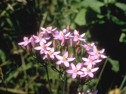 The centaury