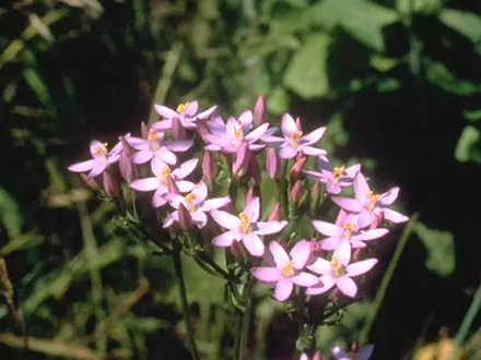 The centaury