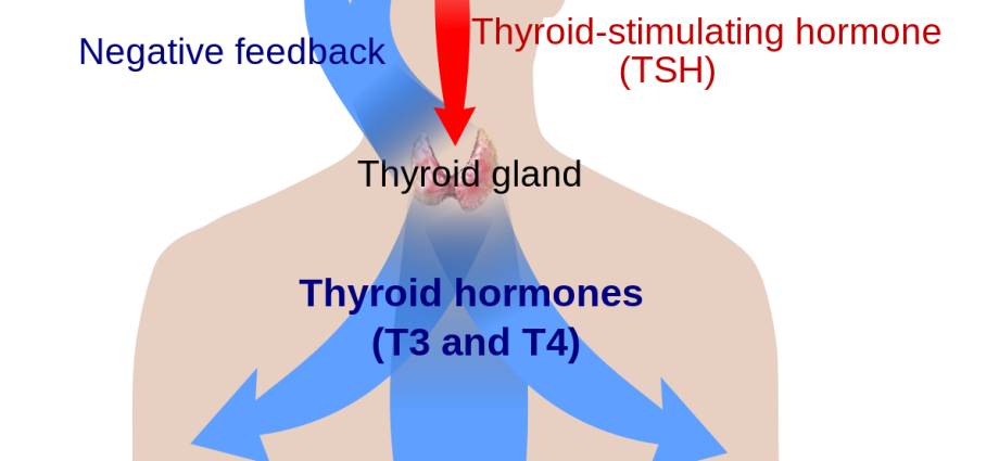 Thyroid hormones