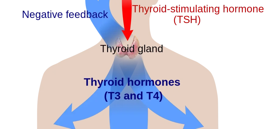 Thyroid hormones