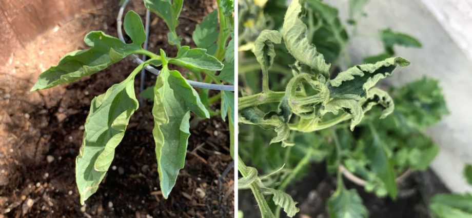 Tomato leaves are curling