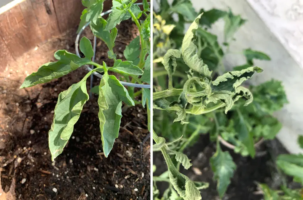 why are your autograph plant leaves curling