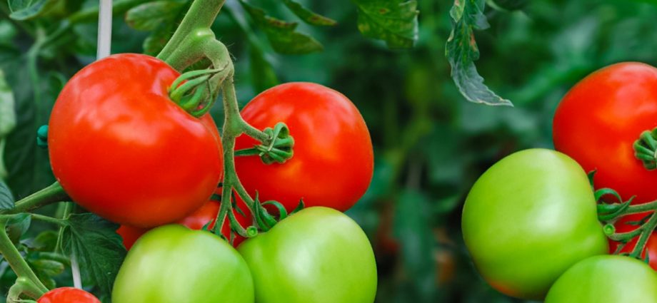 Tomatoes: how to grow a good crop