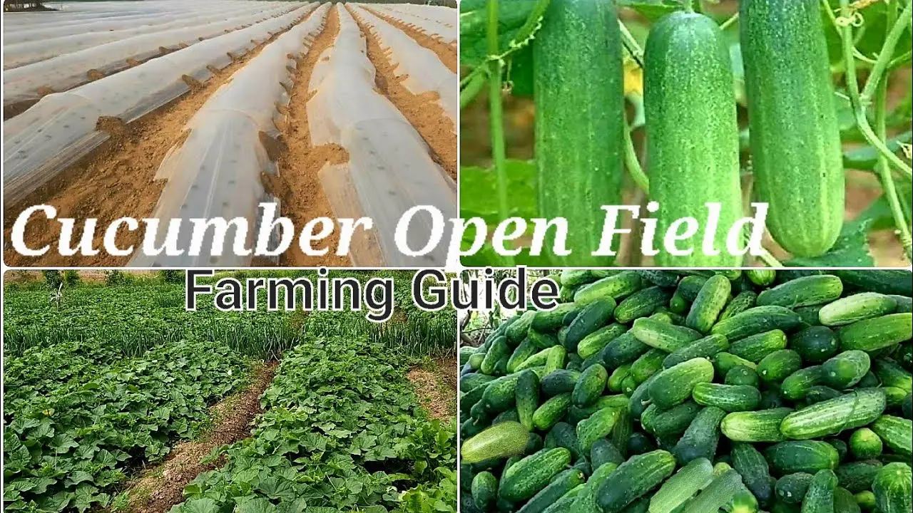 Top dressing cucumbers in the open field: folk remedies and tips from agronomists