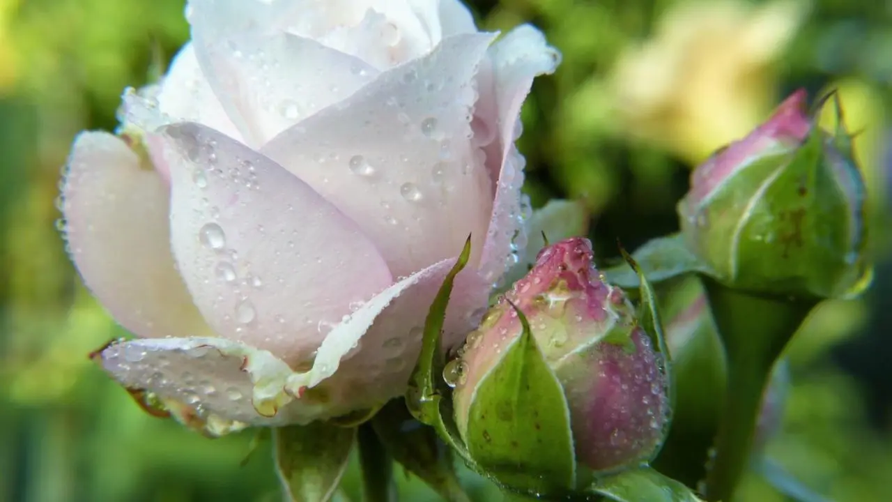 Top dressing of roses