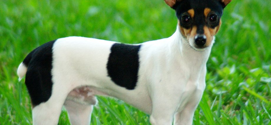 toy terrier dog