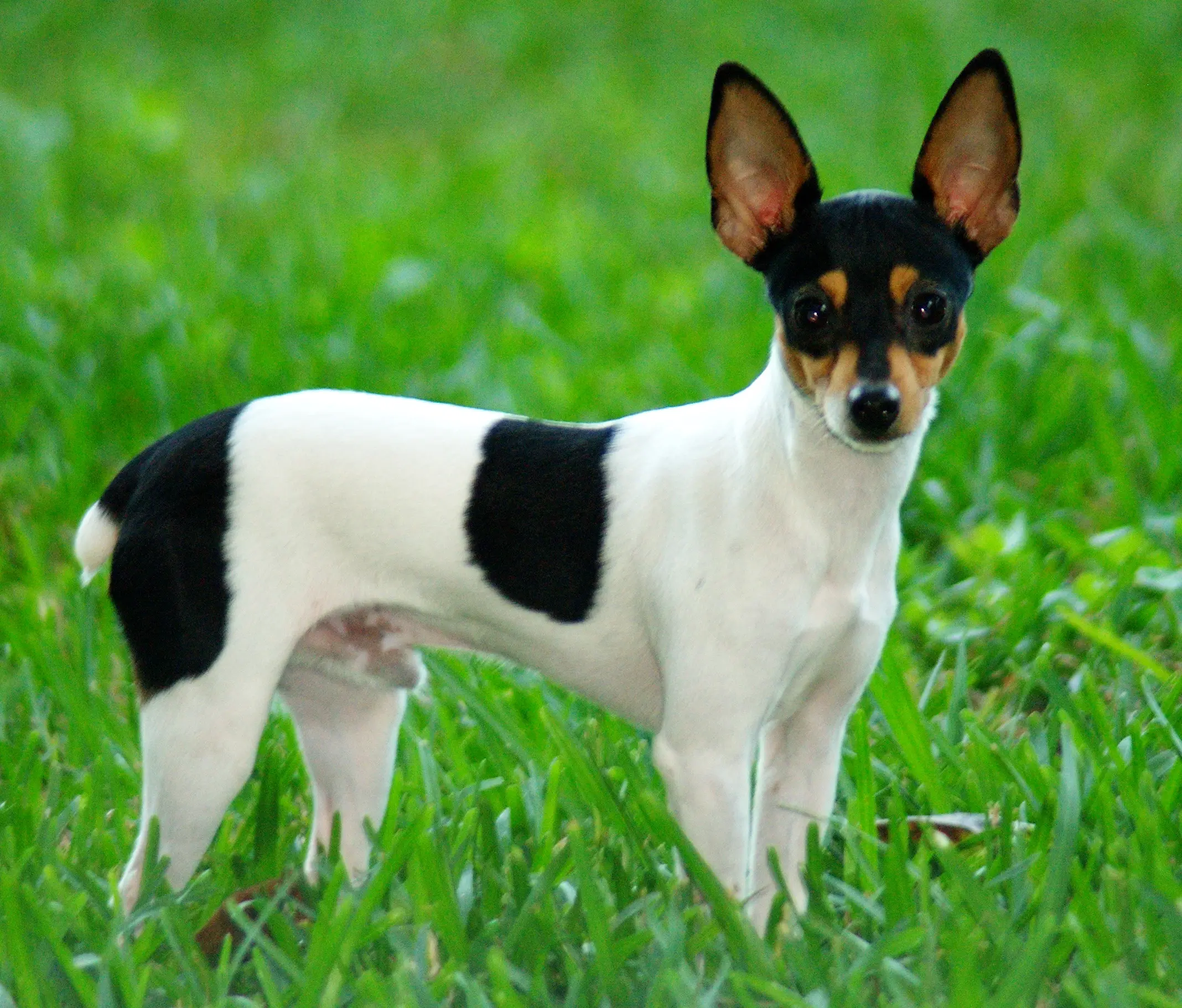 toy terrier dog