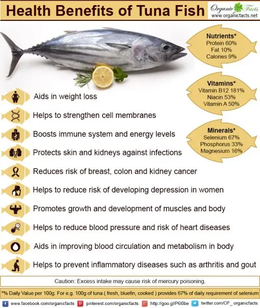 Tuna: benefits and harms to the body