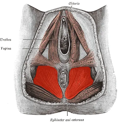 Vaginismus in women