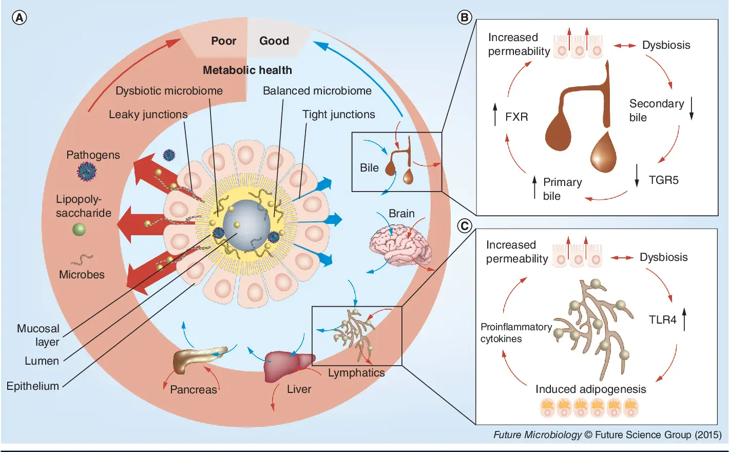 Violation of the intestinal microflora