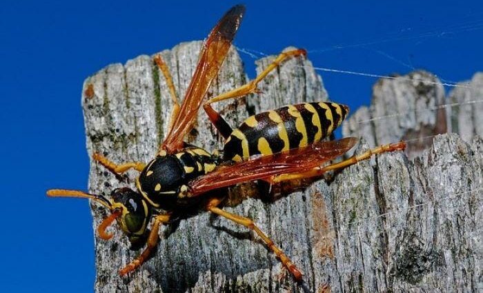 Wasps in the country: how to get rid of yourself