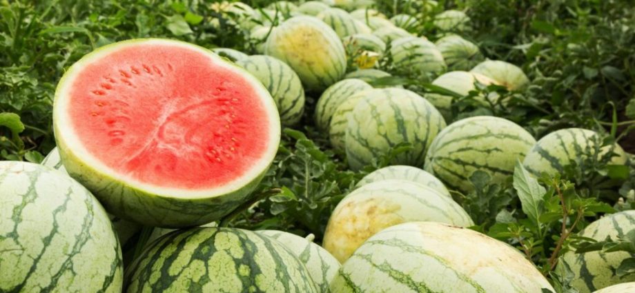 Watermelons: how to grow a good harvest