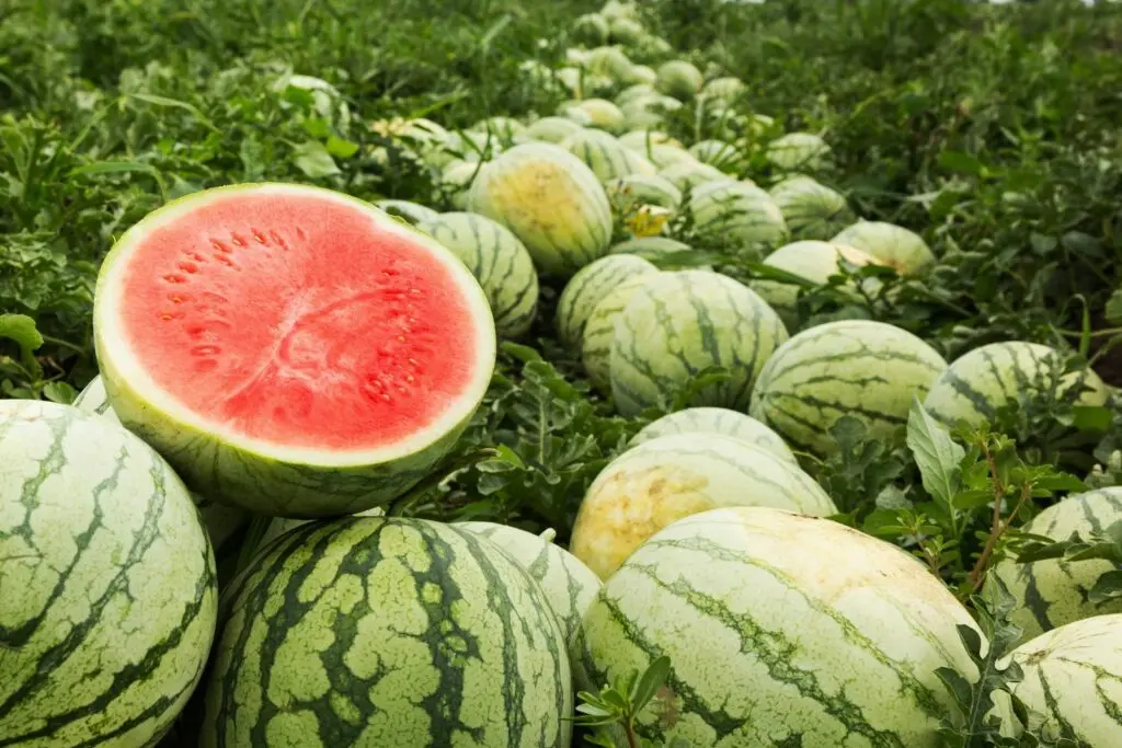 Watermelons: how to grow a good harvest