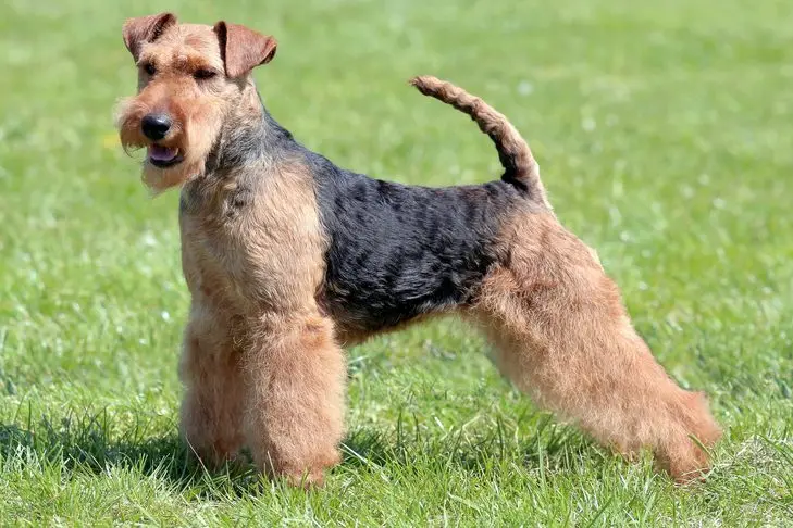 welsh terrier dog