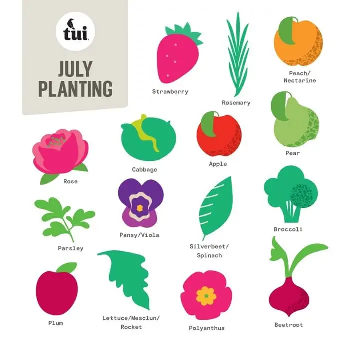 What can be planted in July in the garden