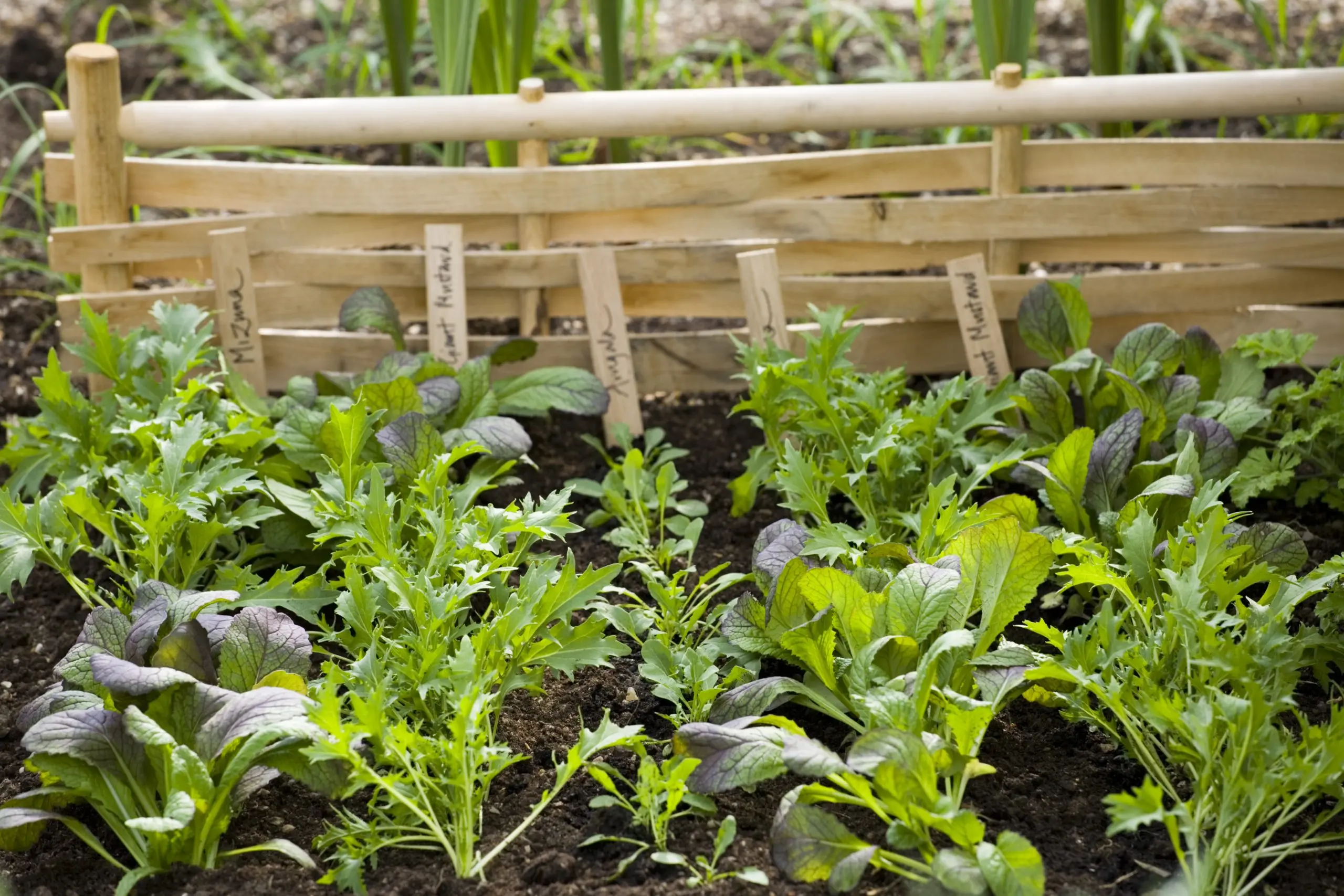 What can be planted in June in the garden: we plant vegetables and plants in the ground