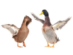 What does the duck look like?