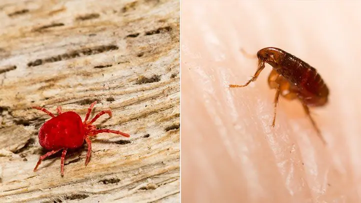 What does the mites look like?