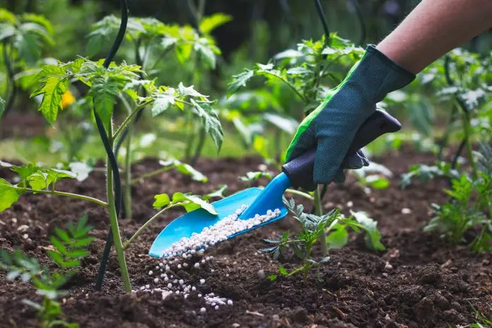 What fertilizers are applied in the fall to the soil