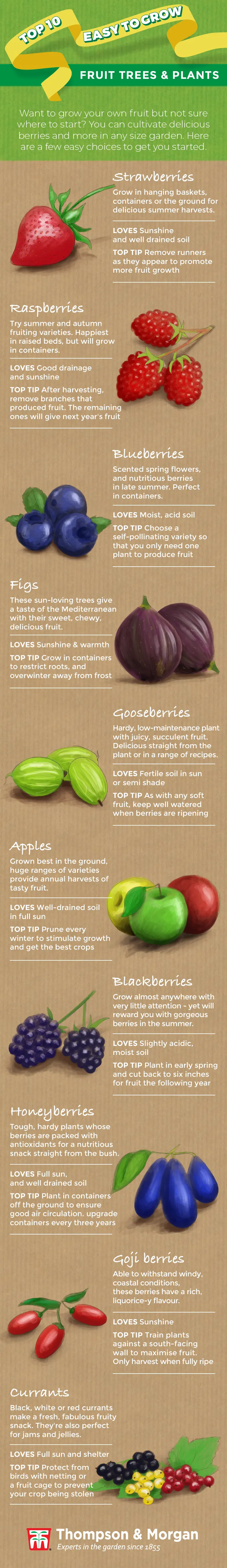 What fruits can be grown at home