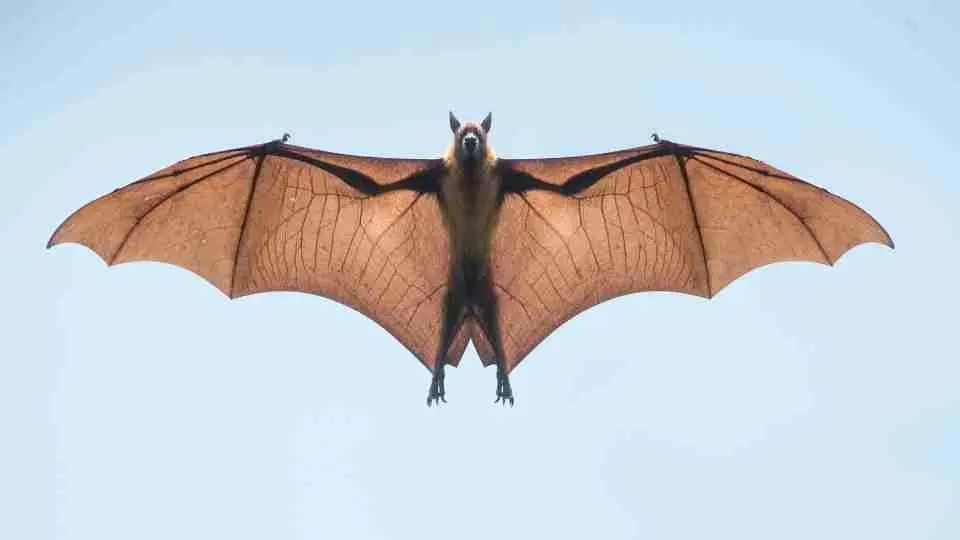 What is the dream of a bat