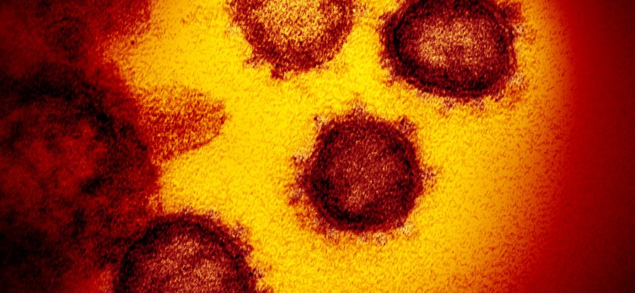 What the coronavirus looks like: the first photos