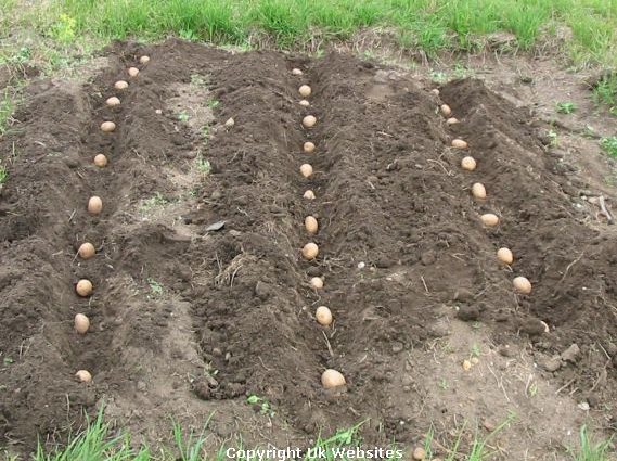 When to dig potatoes in August