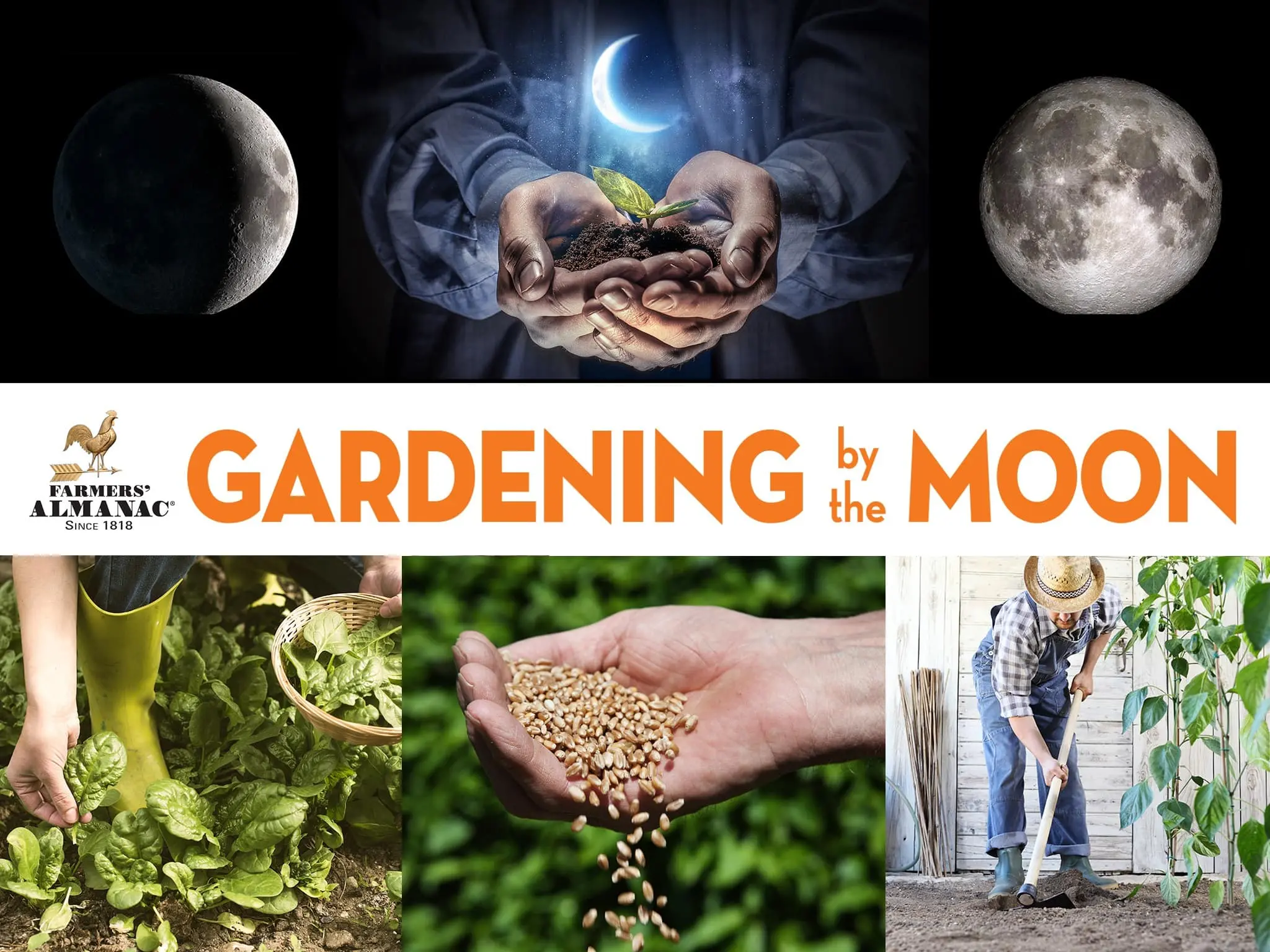 When to plant eggplant seedlings in 2022 according to the lunar calendar