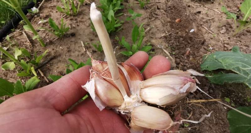 When to plant garlic in 2022 before winter according to the lunar calendar