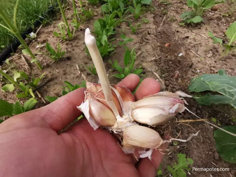 When to plant garlic in 2022 before winter according to the lunar calendar