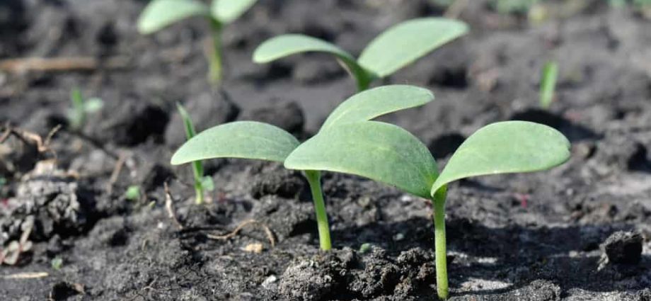 قمری کیلنڈر کے مطابق 2022 میں خربوزے کی پودے کب لگائی جائیں۔