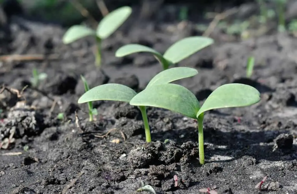 When to plant melon seedlings in 2022 according to the lunar calendar