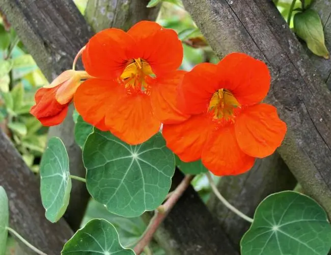 When to plant nasturtium seedlings in 2022 according to the lunar calendar