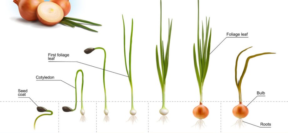 When to plant onions in 2022 before winter according to the lunar calendar