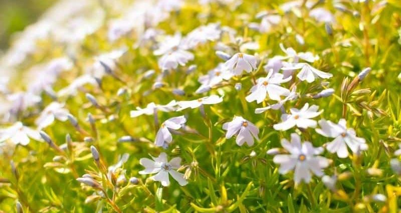 When to plant phlox seedlings in 2022 according to the lunar calendar