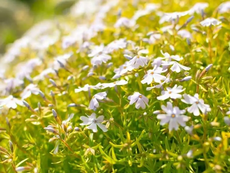 When to plant phlox seedlings in 2022 according to the lunar calendar