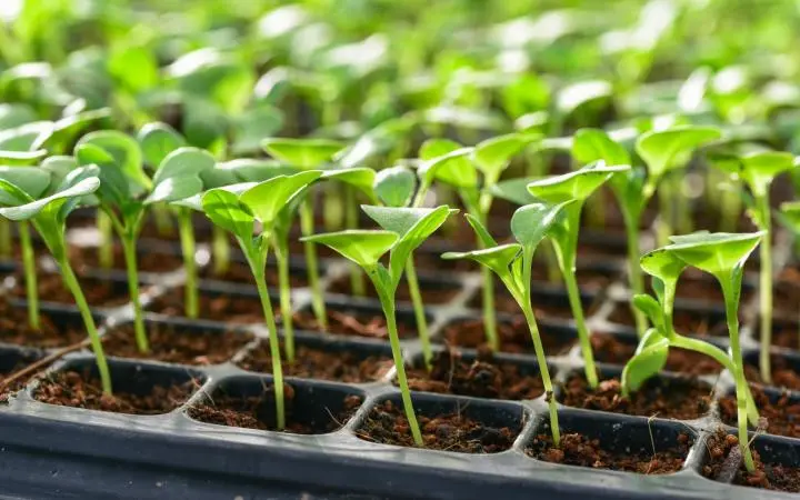 When to plant seedlings in 2022