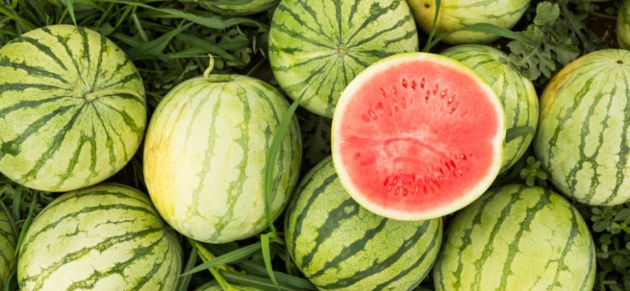 När man ska plantera plantor av vattenmeloner 2022 enligt månkalendern