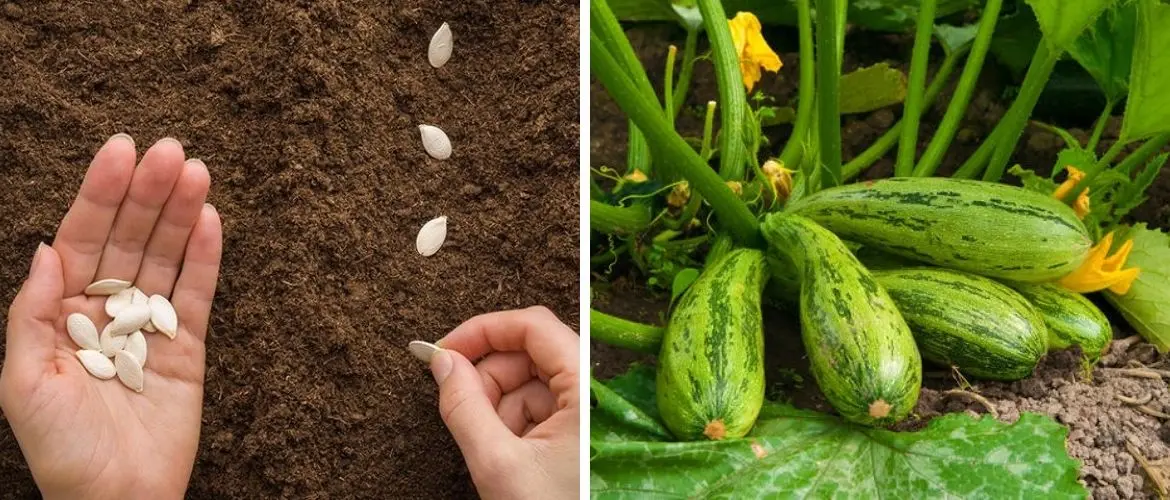 When to plant seedlings of zucchini in 2022 according to the lunar calendar