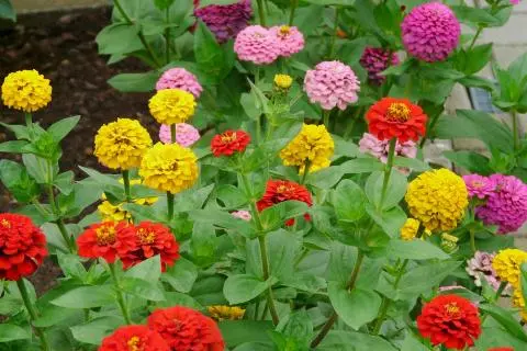 When to plant zinnia seedlings in 2022 according to the lunar calendar