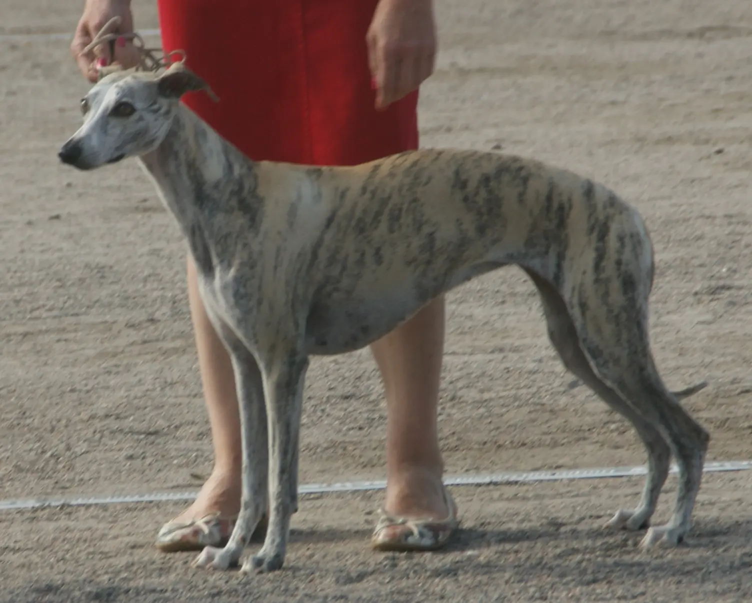 Whippet dog