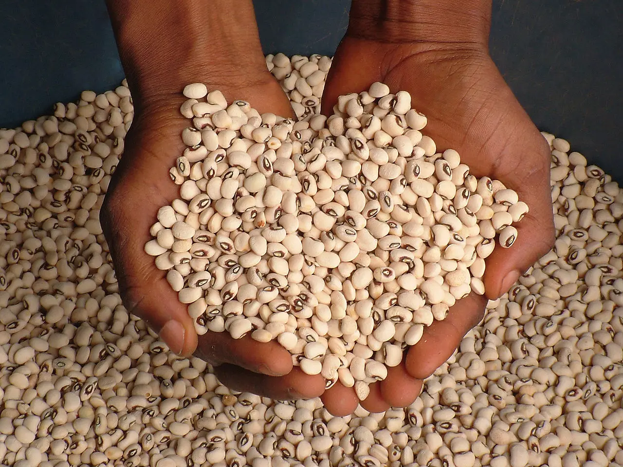 White beans: benefits and harms to the body