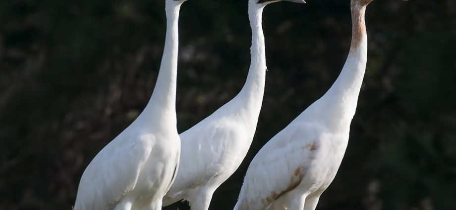 White Cranes Festival in 2022: history and traditions