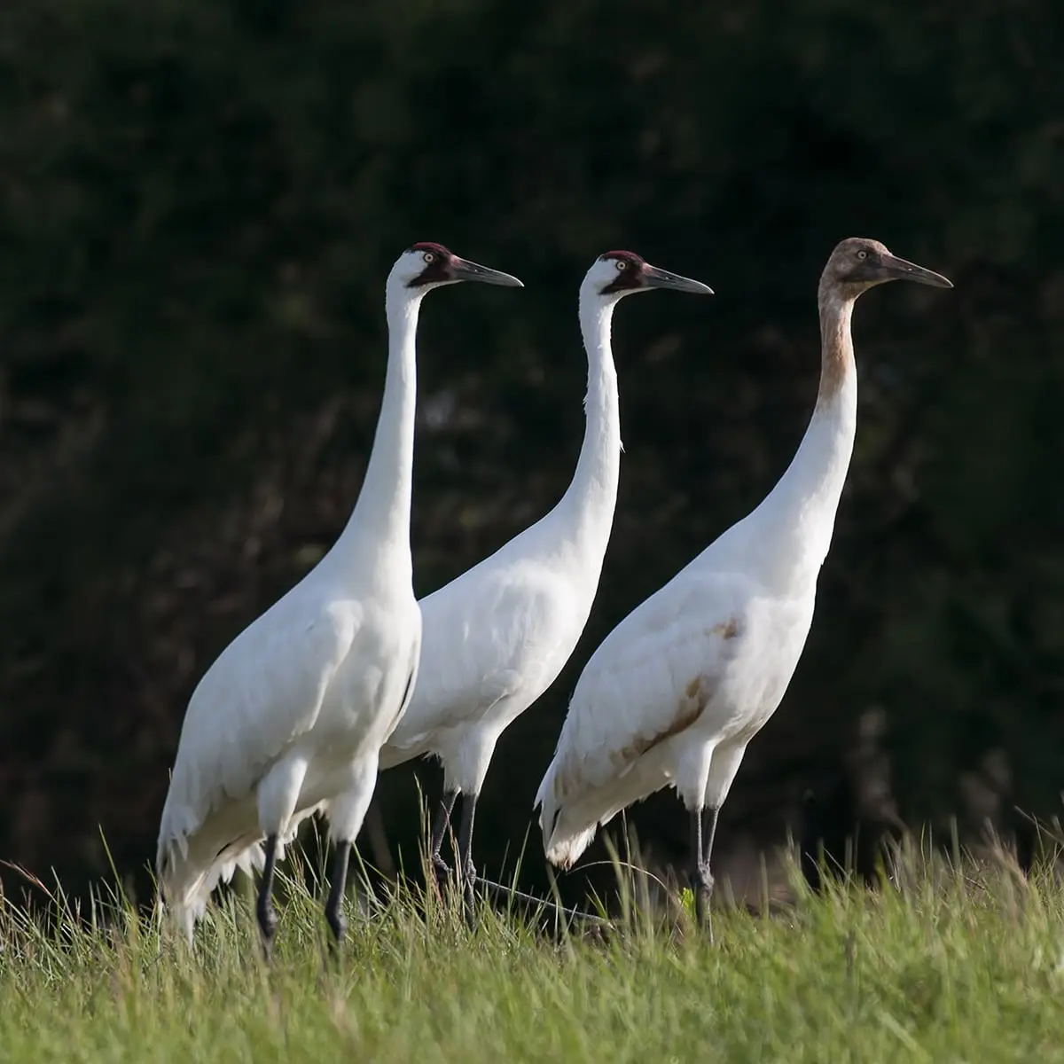 White Cranes Festival in 2022: history and traditions