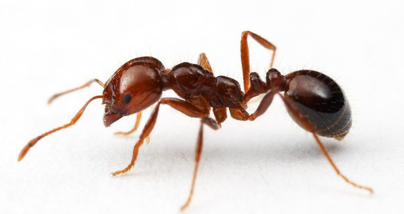 Varför drömmer myror