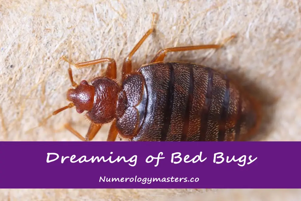 Why do bed bugs dream