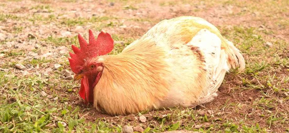 Pourquoi les poulets rêvent-ils